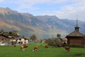 Mit dem Camper durch die Schweiz – Fachwerk, Kuhglocken und Heidifeeling